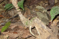 Calamus stoloniferus